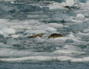 Harbor Seals