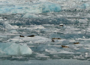 Harbor Seals