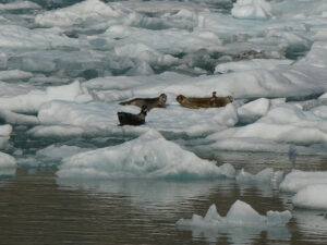 Harbor Seals