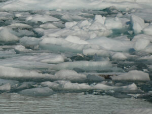 Harbor Seals