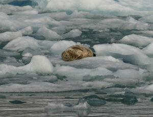 Harbor Seals