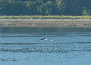 Buckelwale bei Adolphus Point