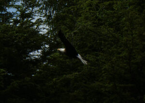 Weißkopfseeadler