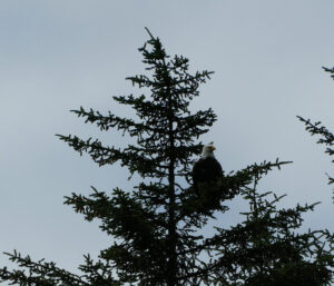 Weißkopfseeadler