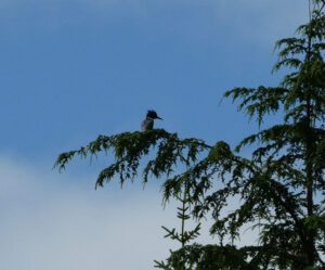 Eisvogel