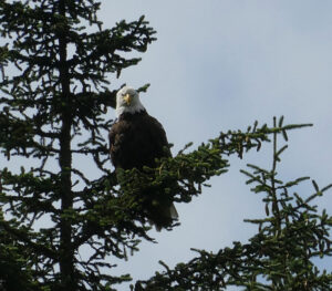 Weißkopfseeadler