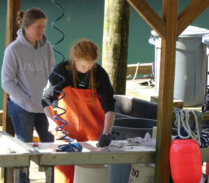 der Fisch wird sofort zerlegt