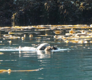 Ottermutter mit Jungtier