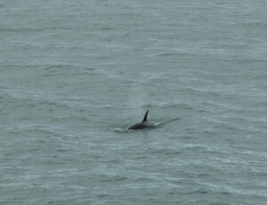 Orcas