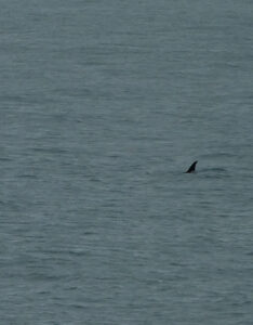 Orcas