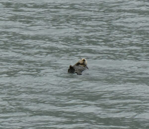 Seeotter