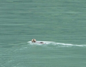 Seeotter