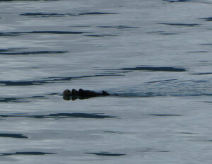 Seeotter