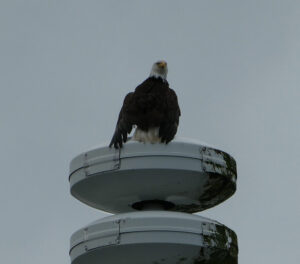 Weißkopfseeadler