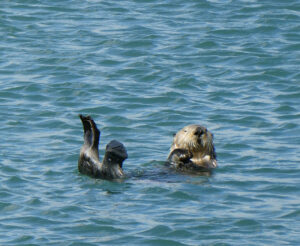 Seeotter