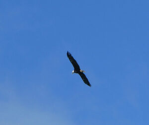 Weißkopfseeadler