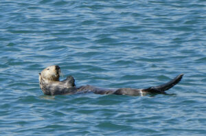 Seeotter