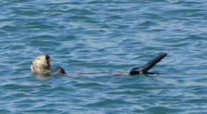 Seeotter