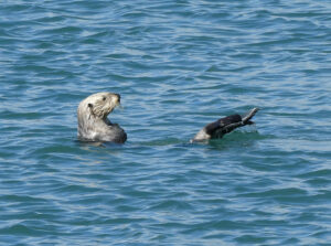 Seeotter