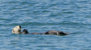 Seeotter