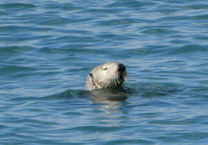 Seeotter