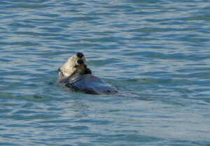 Seeotter