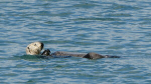 Seeotter