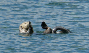 Seeotter