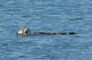 Seeotter