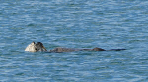 Seeotter