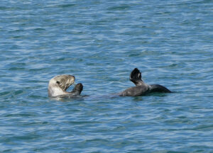 Seeotter