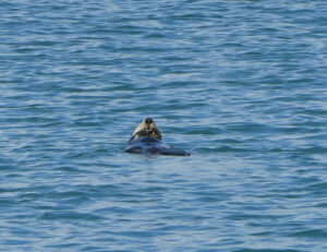 Seeotter