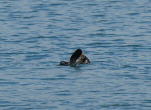 Seeotter