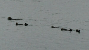 Seeotter-Gruppen