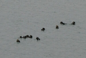 Seeotter-Gruppen