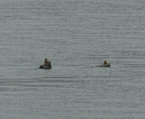 Seeotter