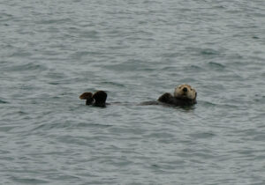 Seeotter