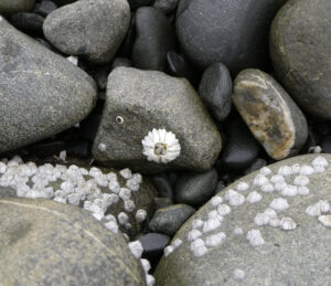 Muscheln