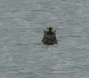 Seeotter