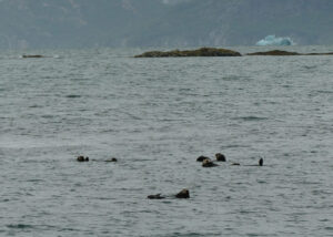 Seeotter