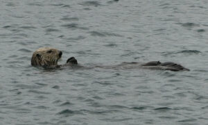 Seeotter