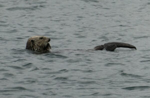 Seeotter