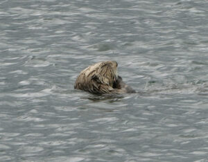 Seeotter
