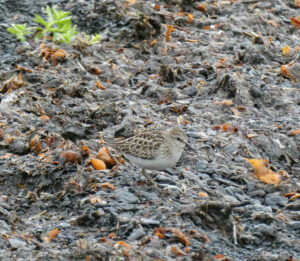 Wiesen-Sandpiper