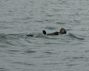 noch mehr Seeotter auf der Fahrt zurück zur Hanseatic spirit