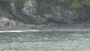Stellar Sea Lions