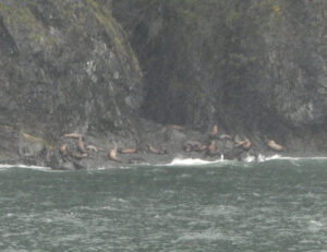 Stellar Sea Lions