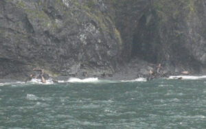 Stellar Sea Lions