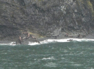 Stellar Sea Lions