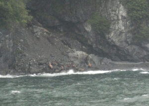 Stellar Sea Lions